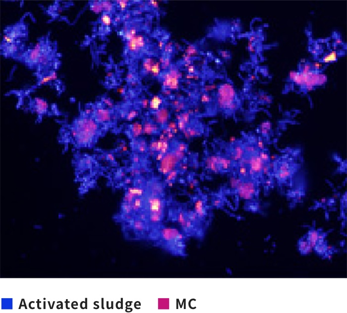 MC introduced in the activated sludge is visualized by fluorescence imaging.
