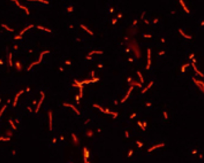 MC配合菌は、増殖が速く、高い酵素の産生能、難分解性物質の分解能を有します（写真：蛍光染色像）。